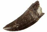 Excellent, Tyrannosaur Tooth - Two Medicine Formation #192616-1